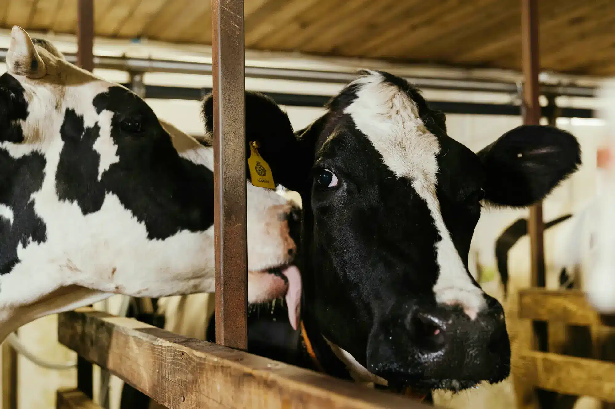 Close up of two Holstein dairy cows in a dairy barn operation.