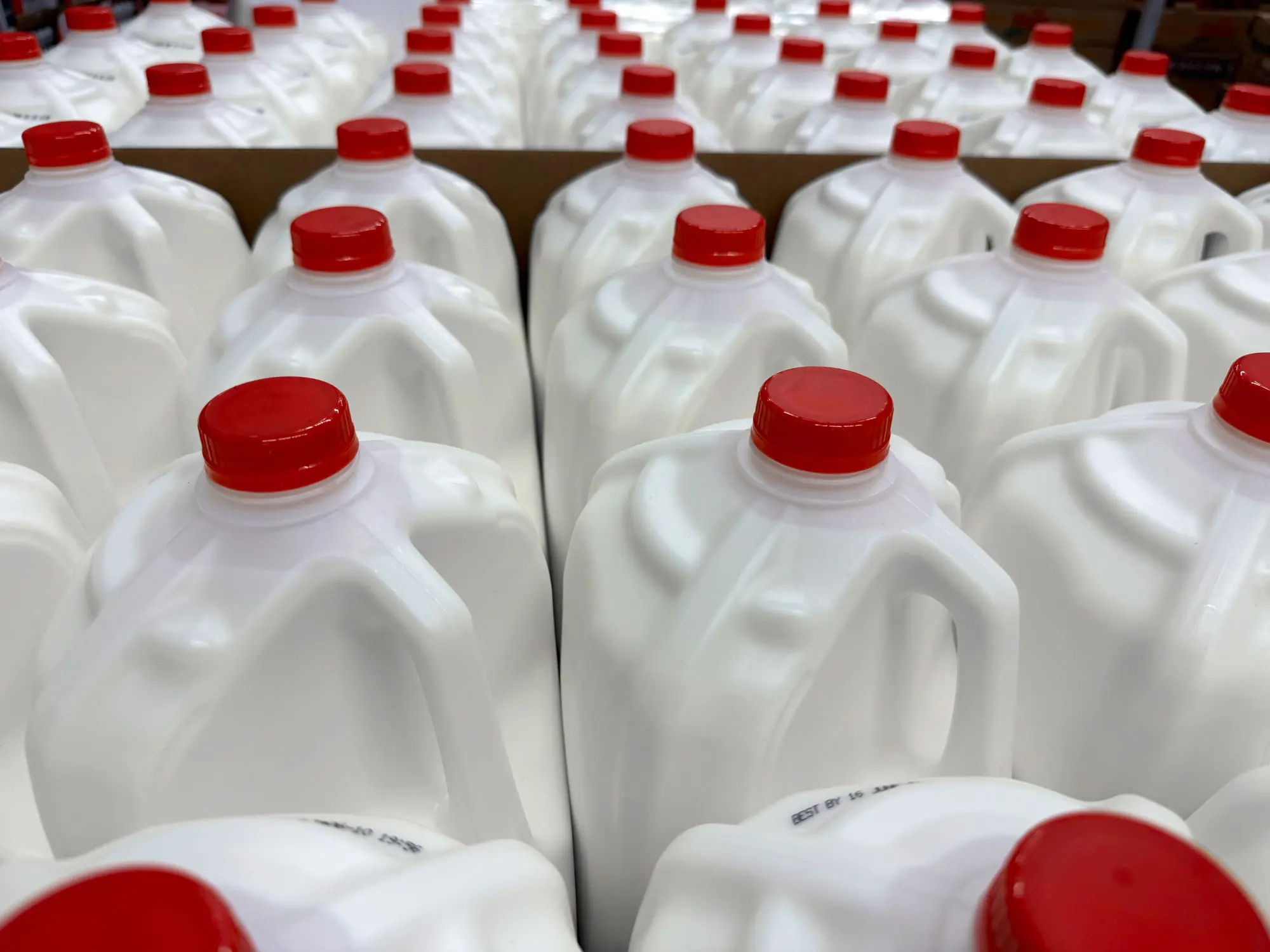 Many jugs of milk in rows.